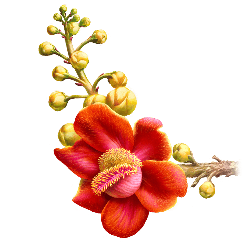 Cannonball Tree Flower (Couroupita guianensis) • Juan Hernaz
